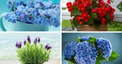 BEST 7 FLOWERS TO SAY THANK YOU TO SOMEONE