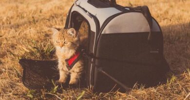 traveling with cat