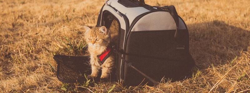 traveling with cat