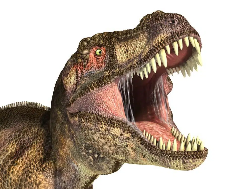 dinosaur has 500 teeth