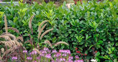 Everything You Need To Understand About Hedging Plants Suppliers