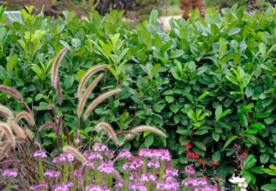 Everything You Need To Understand About Hedging Plants Suppliers