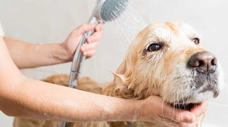 Benefits Of Self-Serve Pet Wash Stations