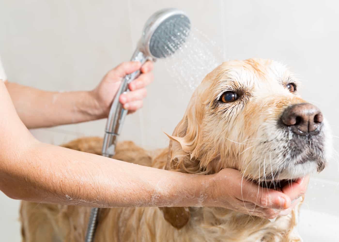Benefits Of Self-Serve Pet Wash Stations