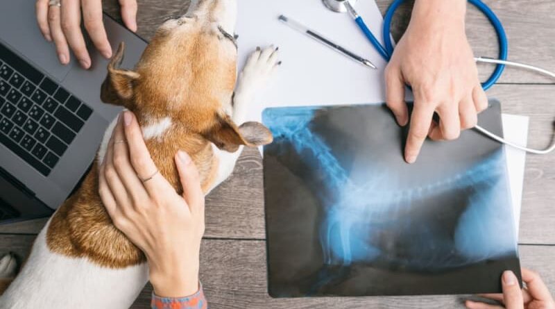 Home Safe: Comfort Tips for Taking Care of Your Dog after Surgery