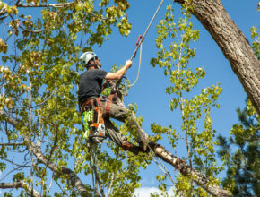 tree surgeon