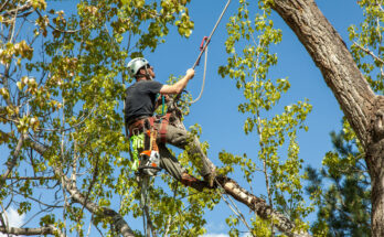 tree surgeon