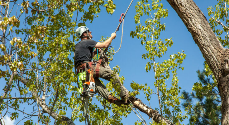 tree surgeon