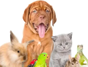 A playful assortment of pets, including a dog, rabbit, kitten, parakeet, and reptiles, gathered together against a white background.