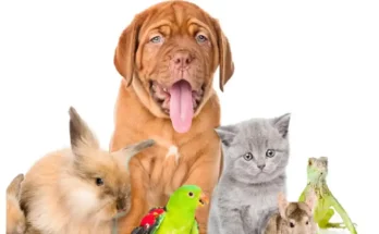 A playful assortment of pets, including a dog, rabbit, kitten, parakeet, and reptiles, gathered together against a white background.