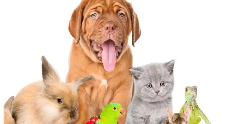 A playful assortment of pets, including a dog, rabbit, kitten, parakeet, and reptiles, gathered together against a white background.