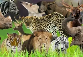 A vibrant collage of various wildlife including lions, tigers, elephants, zebras, and more, set against a grassy backdrop.