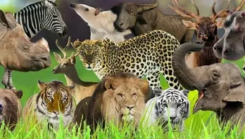 A vibrant collage of various wildlife including lions, tigers, elephants, zebras, and more, set against a grassy backdrop.