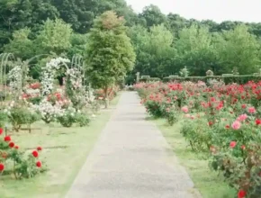 A serene path winds through a vibrant rose garden, lined with red and pink blooms, surrounded by lush greenery.