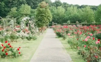 A serene path winds through a vibrant rose garden, lined with red and pink blooms, surrounded by lush greenery.