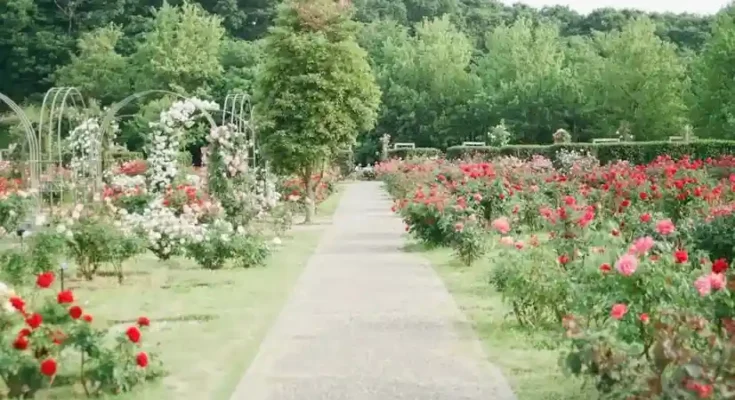 A serene path winds through a vibrant rose garden, lined with red and pink blooms, surrounded by lush greenery.