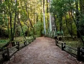 A peaceful dirt path through a lush forest, flanked by tall trees and a wooden fence, dappled with soft sunlight.