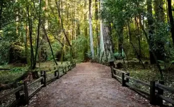 A peaceful dirt path through a lush forest, flanked by tall trees and a wooden fence, dappled with soft sunlight.