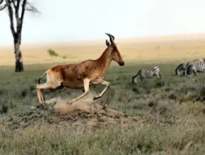 A harrier antelope leaps gracefully across the grassy plains, with zebras grazing in the background under a blue sky.