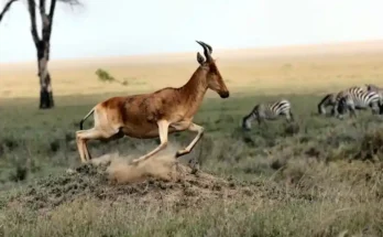 A harrier antelope leaps gracefully across the grassy plains, with zebras grazing in the background under a blue sky.