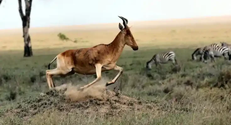 A harrier antelope leaps gracefully across the grassy plains, with zebras grazing in the background under a blue sky.