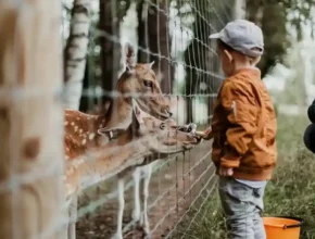 A young boy in a brown jacket feeds deer through a fence, watched by an adult, surrounded by trees and greenery.