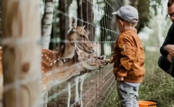 A young boy in a brown jacket feeds deer through a fence, watched by an adult, surrounded by trees and greenery.