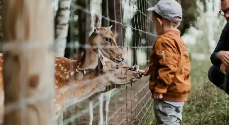 A young boy in a brown jacket feeds deer through a fence, watched by an adult, surrounded by trees and greenery.