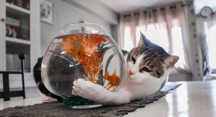 A curious cat reaches toward a fishbowl with orange decorations, while a goldfish swims inside, on a table in a cozy home setting.