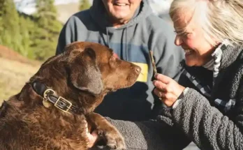 An elderly couple smiles as they interact with a brown Labrador, who eagerly awaits a treat held by a woman in a cozy sweater.