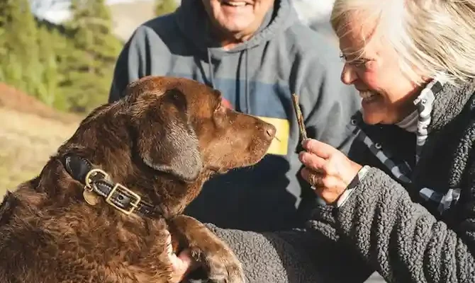 An elderly couple smiles as they interact with a brown Labrador, who eagerly awaits a treat held by a woman in a cozy sweater.