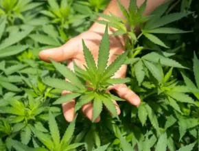 A hand holds a vibrant cannabis leaf amidst a dense cluster of green cannabis plants.