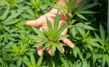 A hand holds a vibrant cannabis leaf amidst a dense cluster of green cannabis plants.