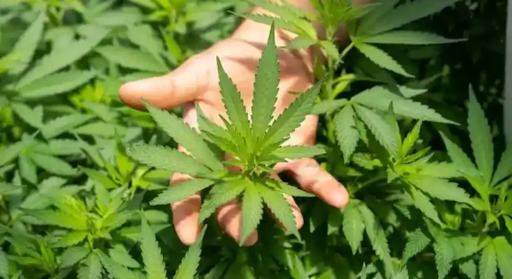 A hand holds a vibrant cannabis leaf amidst a dense cluster of green cannabis plants.