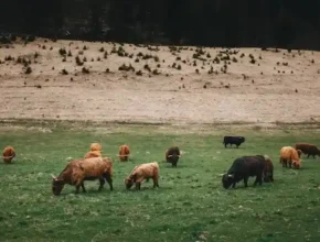 A herd of Highland cattle grazes in a lush green pasture, with rolling hills and sparse vegetation in the background.
