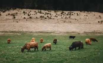 A herd of Highland cattle grazes in a lush green pasture, with rolling hills and sparse vegetation in the background.