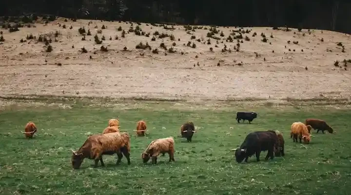 A herd of Highland cattle grazes in a lush green pasture, with rolling hills and sparse vegetation in the background.