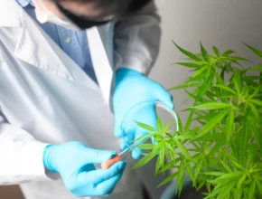 A researcher in a lab coat and blue gloves examines a cannabis plant, using a pipette for sampling its leaves.