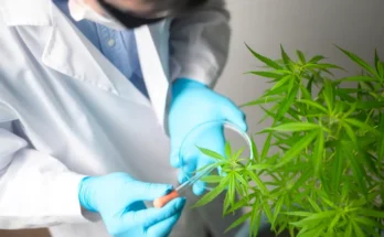 A researcher in a lab coat and blue gloves examines a cannabis plant, using a pipette for sampling its leaves.