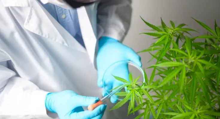 A researcher in a lab coat and blue gloves examines a cannabis plant, using a pipette for sampling its leaves.