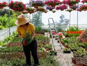 A woman in a straw hat tending to plants in a vibrant greenhouse filled with colorful hanging flowers and potted plants.