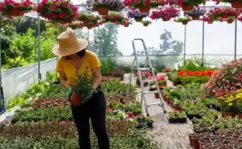 A woman in a straw hat tending to plants in a vibrant greenhouse filled with colorful hanging flowers and potted plants.