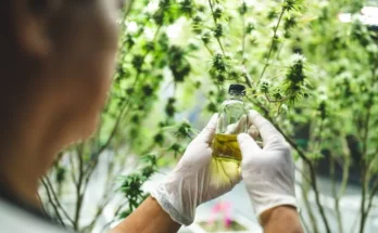 A person in gloves examines a small bottle of oil, surrounded by lush cannabis plants in a greenhouse setting.