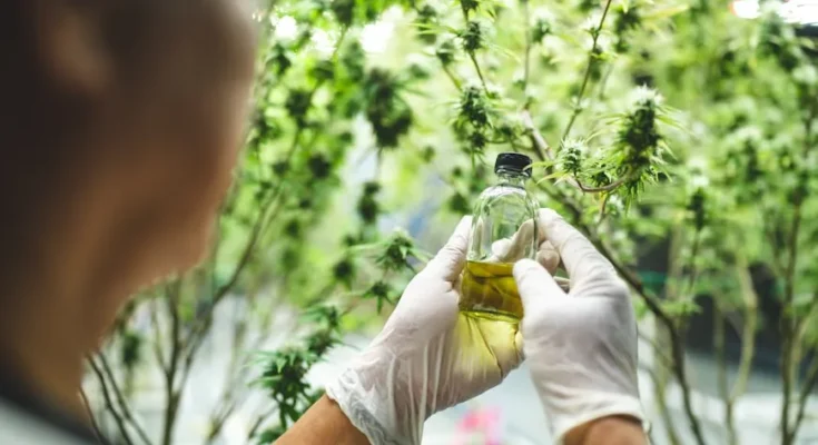 A person in gloves examines a small bottle of oil, surrounded by lush cannabis plants in a greenhouse setting.